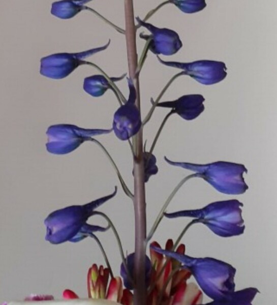 What is this plant please