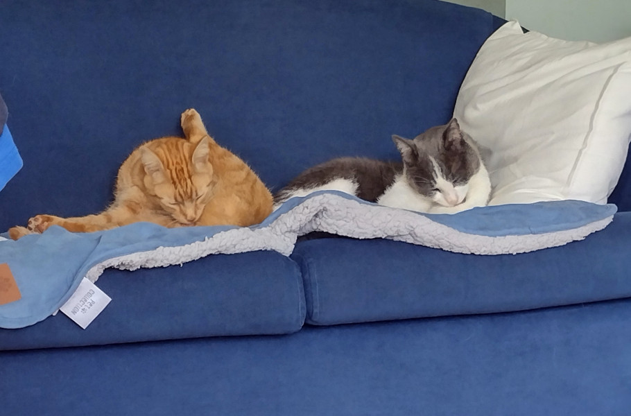 Not my cats and friends