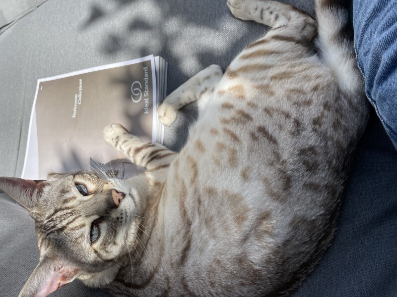 To regret adopting the cat after a day