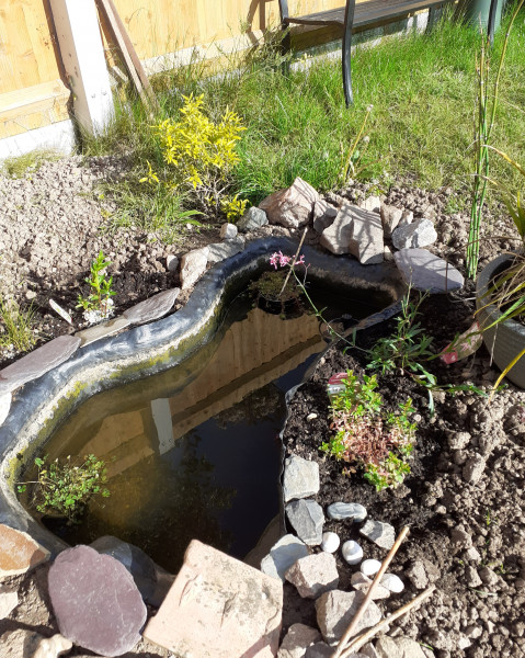 Bog garden and marginals 