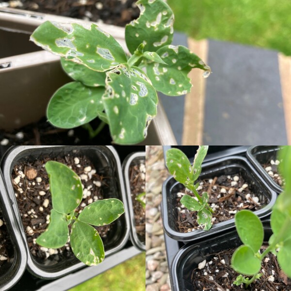 What is getting my sweet peas (picture included)