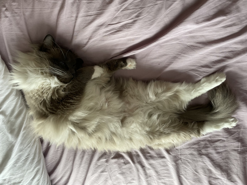 Let's see your relaxed cats