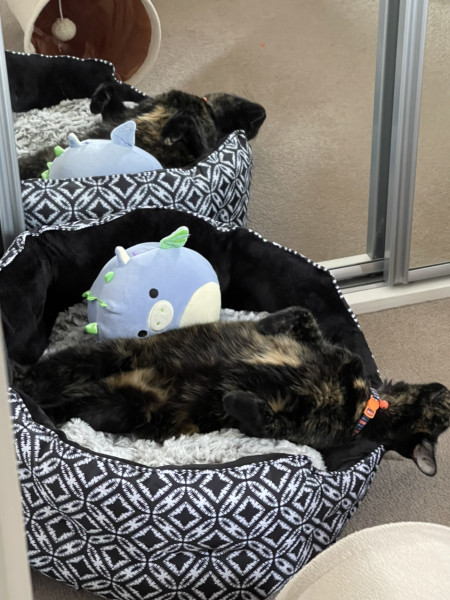 Let's see your relaxed cats