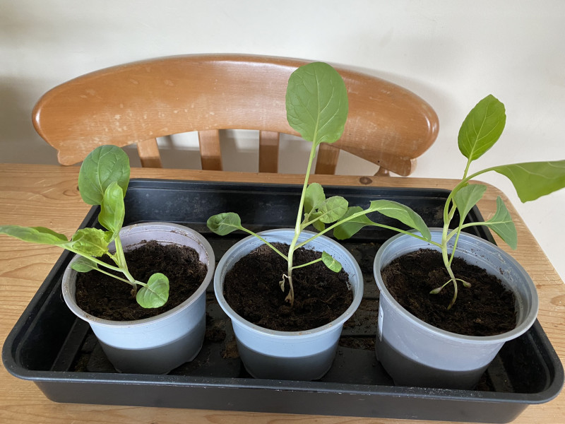 Are these going to die?