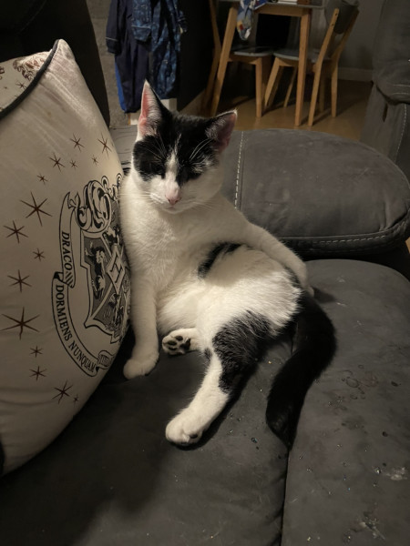 Not my cats and friends