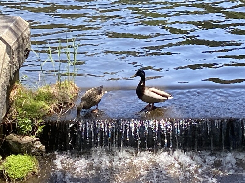 Duck Tales! (Still not what I expected to wake up to this morning)