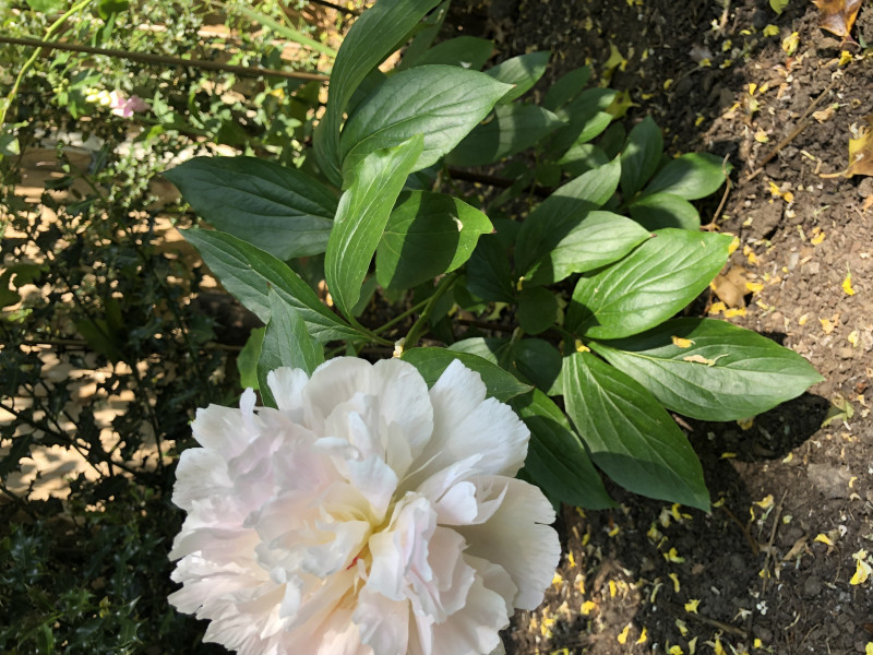 Peony help