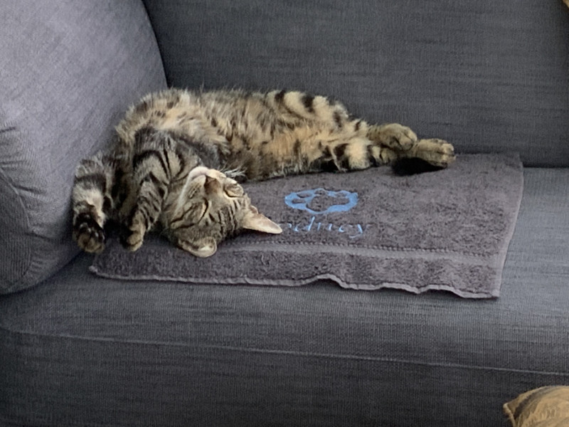 Let's see your relaxed cats