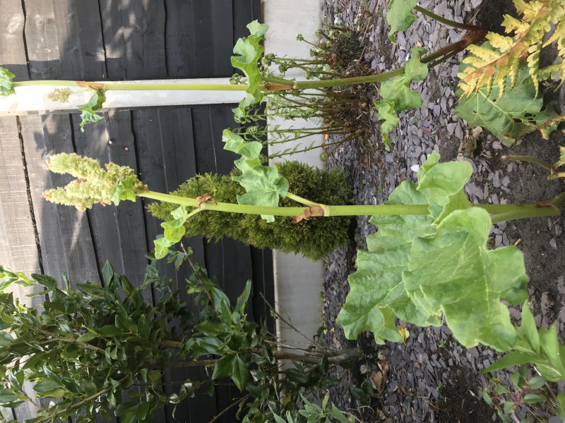 Rhubarb rhubarb 