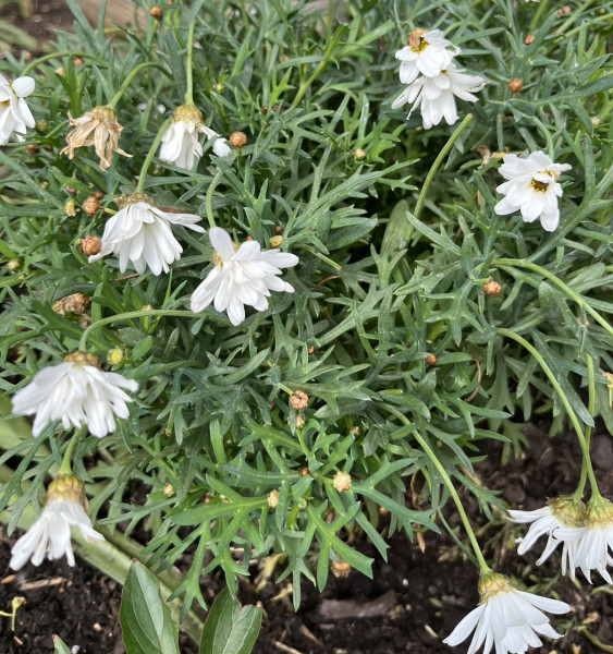 What's happened to my marguerite?