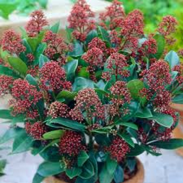 What to plant for winter colour
