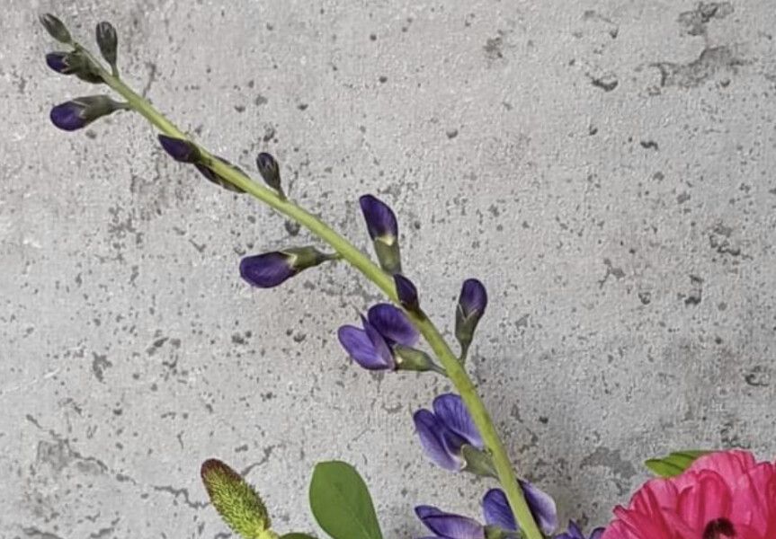 What is this plant please