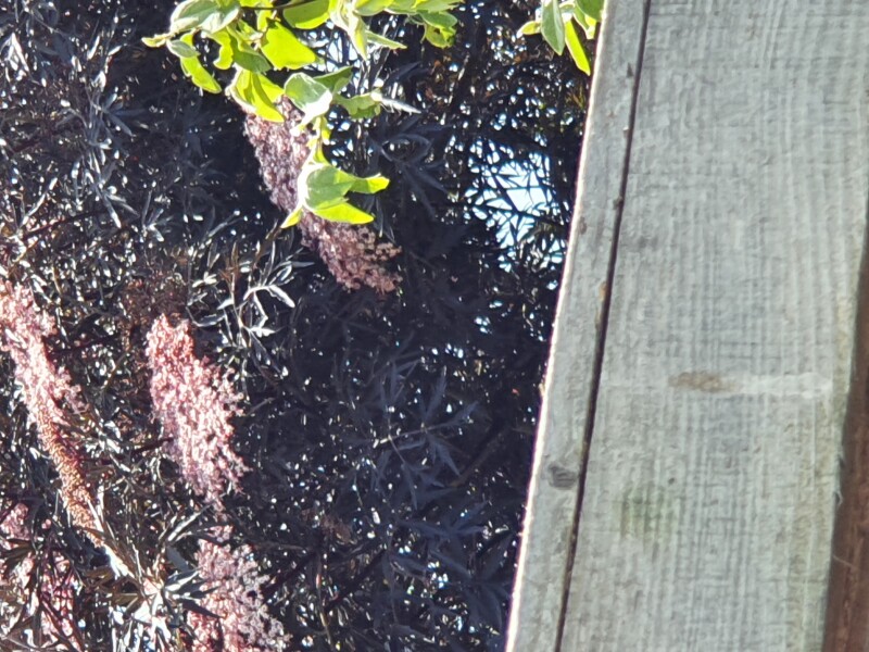 Acer type 