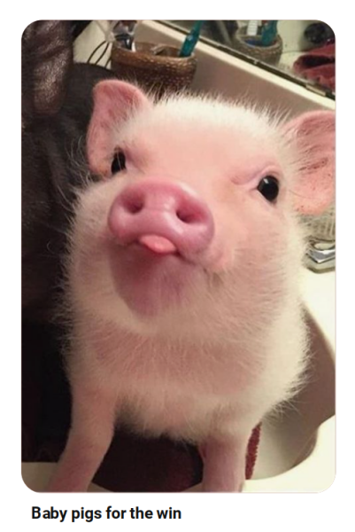 Allison Bailey v Stonewall - Employment Tribunal hearing Thread 13