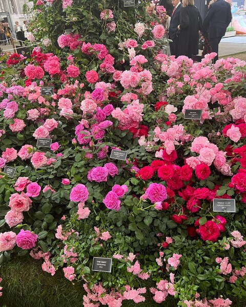 URGENT HELP NEEDED - Royal Chelsea Flower Show Ball early next week