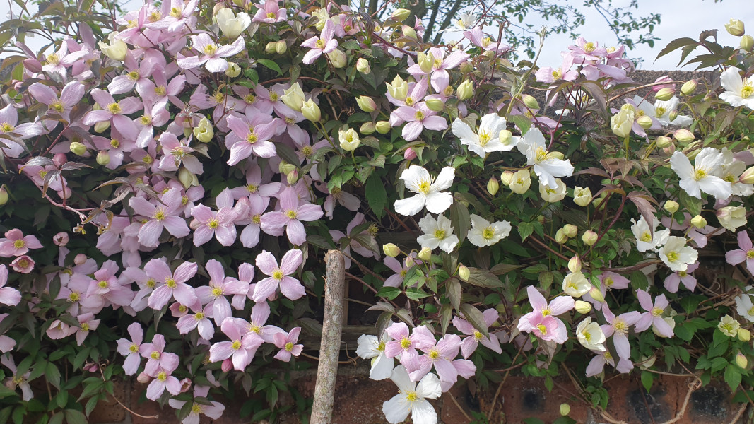 Nature Notes: the 2022 edition