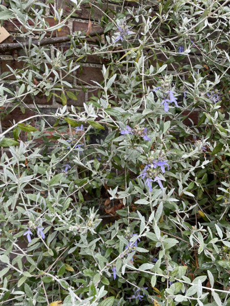 Plant ID
