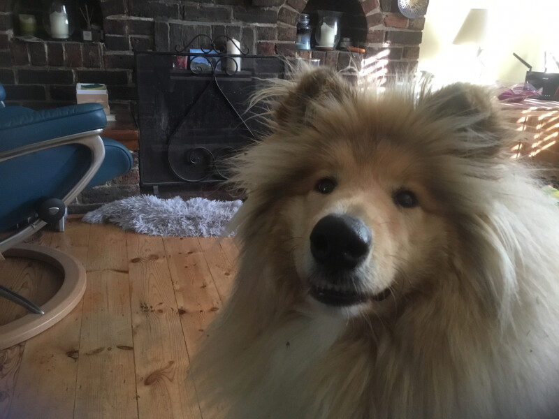2 year old dog - territorial anxiety/growling