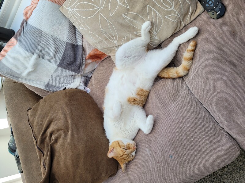 What has your experience of ginger  cats been ? 