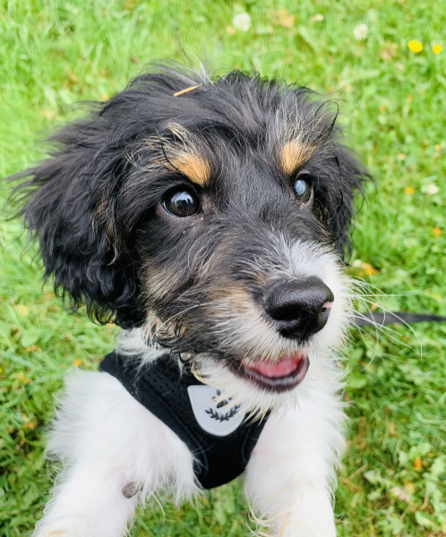 13 week old pup - weird eating habits