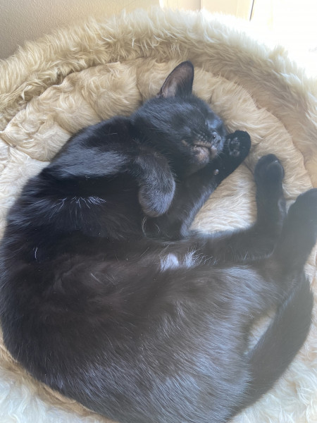 Let's see your relaxed cats