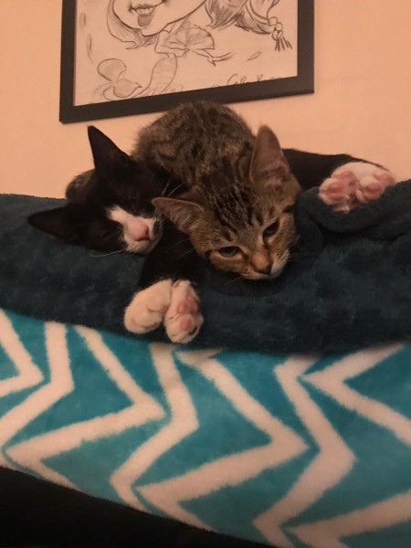 Let's see your relaxed cats