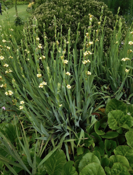Help identifying plants please