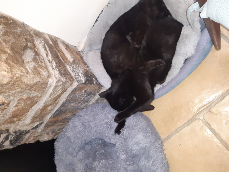 Let's see your relaxed cats