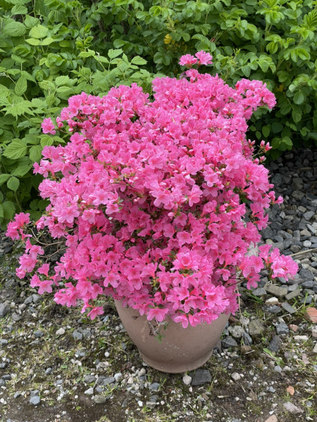 Can potted plants come back every year?