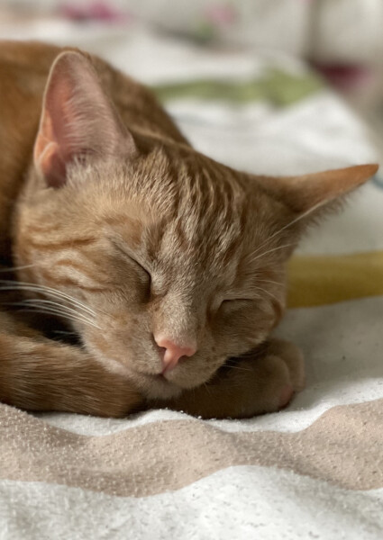 What has your experience of ginger  cats been ? 