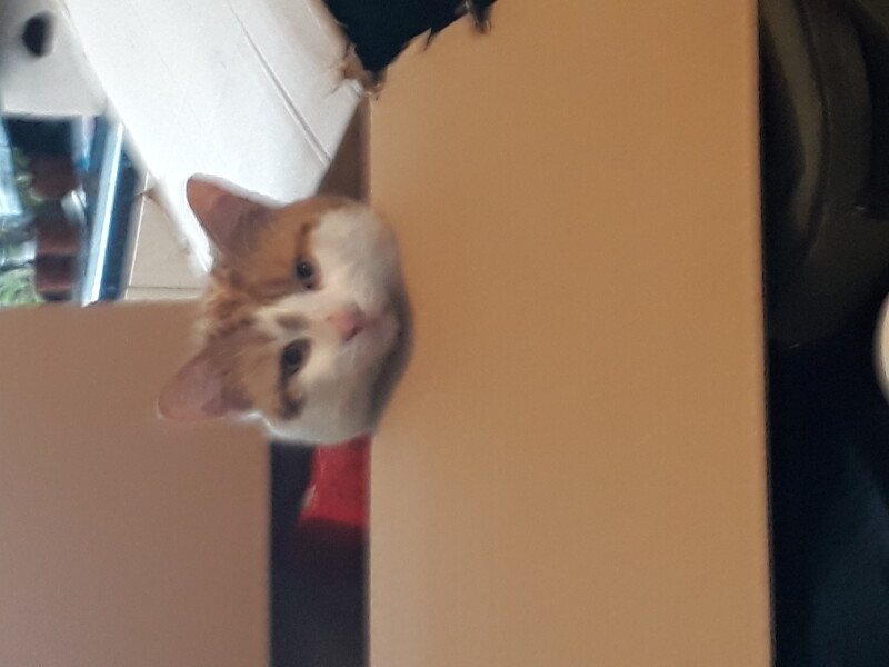 What has your experience of ginger  cats been ? 