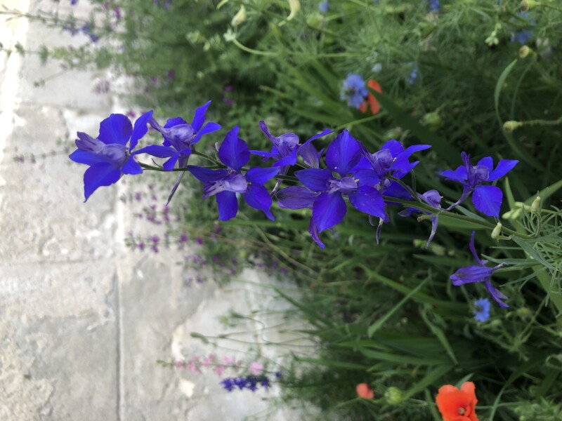 What is this plant please