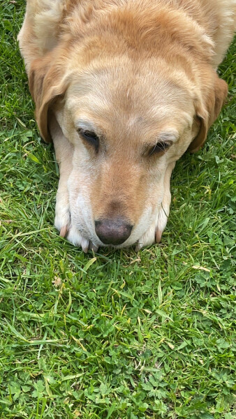 Tell me to stop looking at Labrador puppies