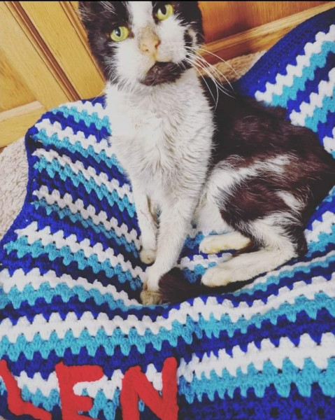 Not sure how much to intervene with this cat.