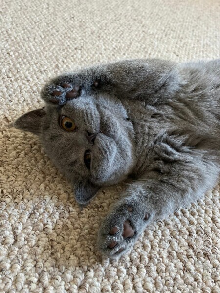 Not my cats and friends