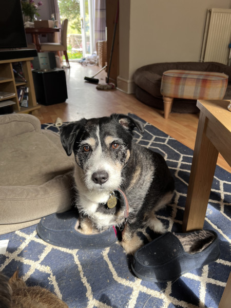 Regale me with stories of your dog being feral (and make me feel better)