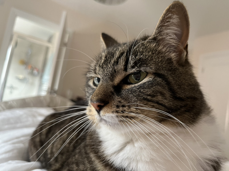 Cat seems a bit off. Any ideas? Photo included