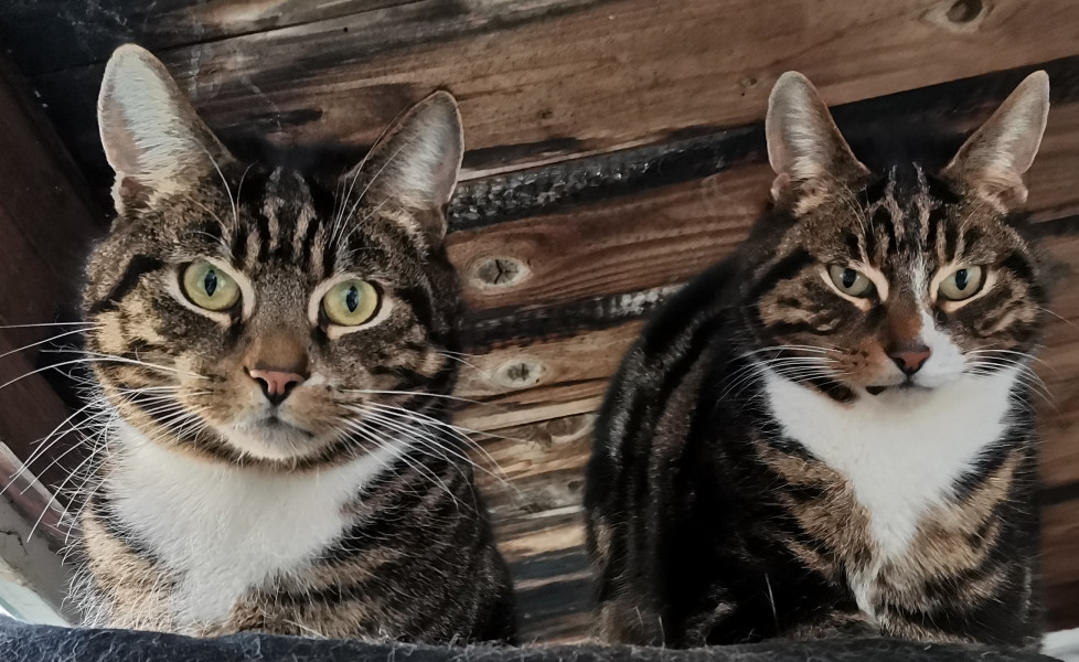 Cat seems a bit off. Any ideas? Photo included