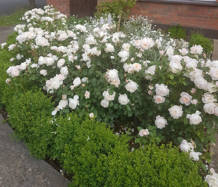 Rose hedge from cuttings 