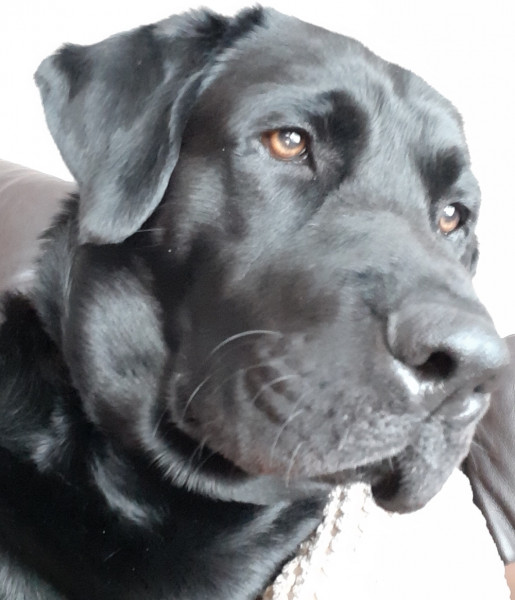 Overweight Pooch