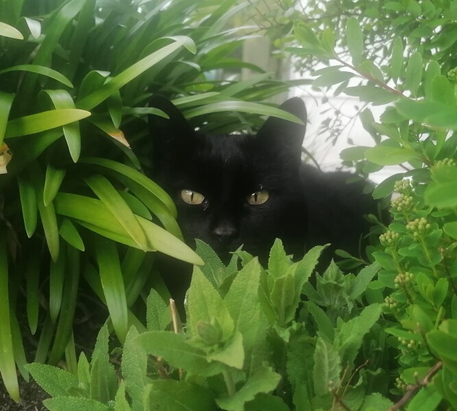 Cat photo thread