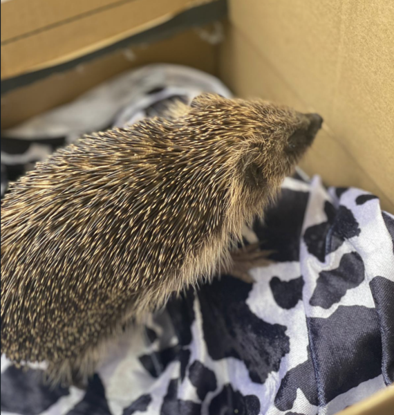 Duck Tales! (Still not what I expected to wake up to this morning)