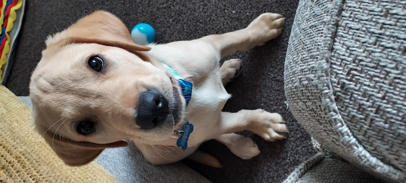 Bitey poorly pup