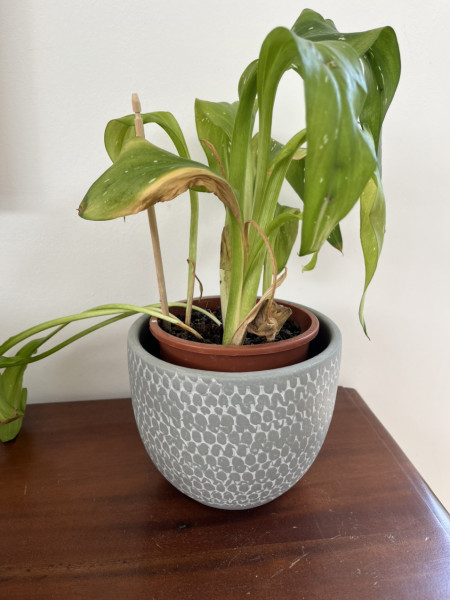 What is this and how do I stop killing it?