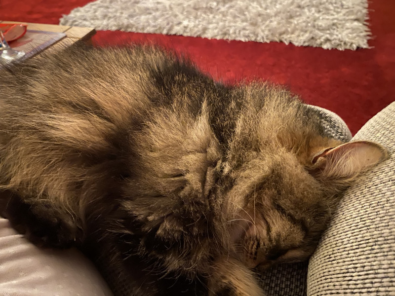 Let's see your relaxed cats