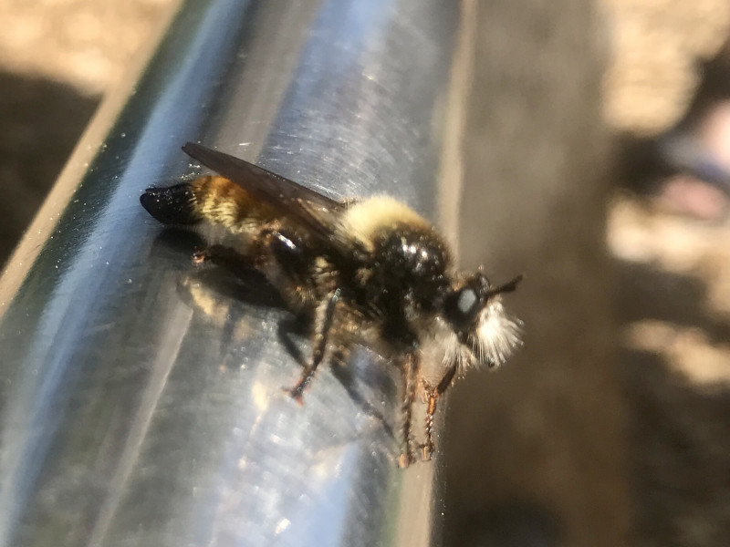 What insect is this please?