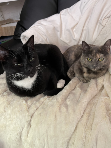 Let's see your relaxed cats