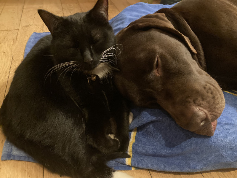 Let's see your relaxed cats