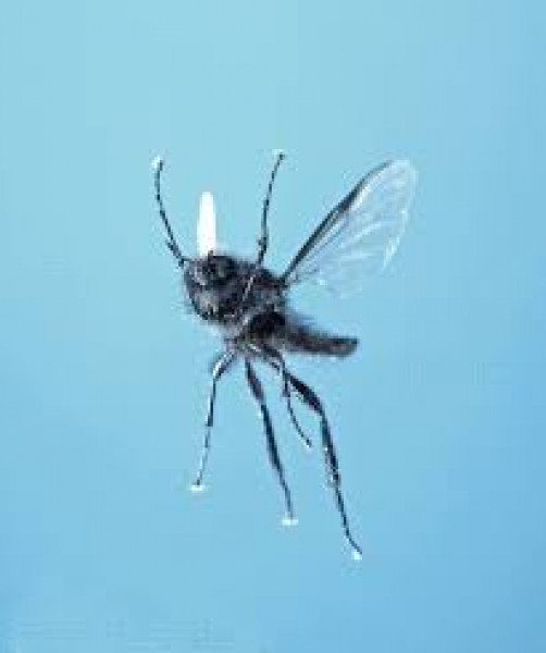What's with all the bugs 