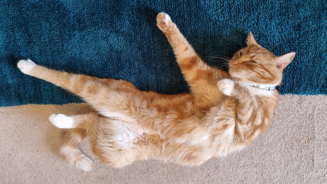 Let's see your relaxed cats